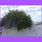 Gypsum Plant Stand.jpg